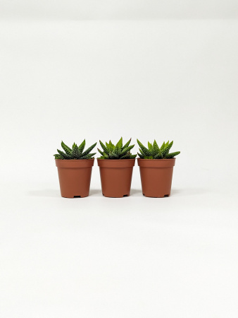 Хавортия Энон / набор 3шт / Haworthia Enon, диаметр горшка 5см, высота растения 6-8см
