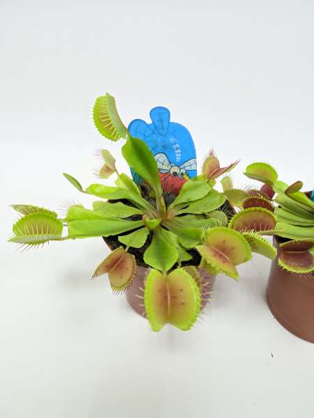 Набор из 2шт: Дионея Мусципула (Венерина мухоловка) хищное растение d9см/h10см + торф