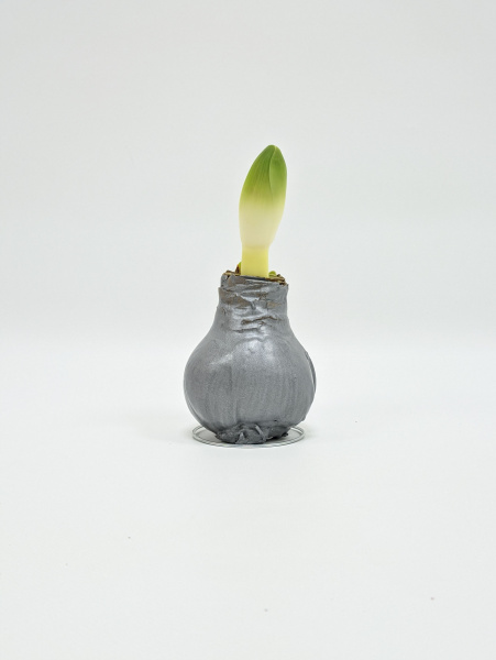 Амариллис живой цветок без полива / декоративная луковица в воске / Гиппеаструм цветущий / Серебристый
