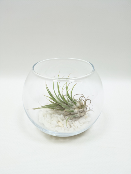 Тилландсия в стеклянной вазе с декоративной мраморной крошкой / диаметр 8см