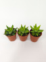 Хавортия Энон / набор 3шт / Haworthia Enon, диаметр горшка 5см, высота растения 6-8см