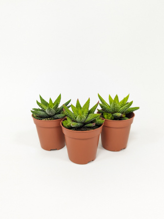 Хавортия Энон / набор 3шт / Haworthia Enon, диаметр горшка 5см, высота растения 6-8см