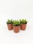 Хавортия Энон / набор 3шт / Haworthia Enon, диаметр горшка 5см, высота растения 6-8см