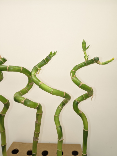 Драцена Лакки Бамбук Спираль, высота 40-50см, НАБОР 5 штук
