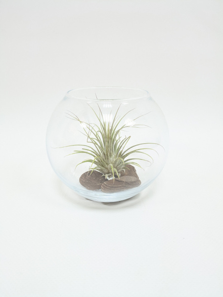 Тилландсия в стеклянной вазе с декоративной корой