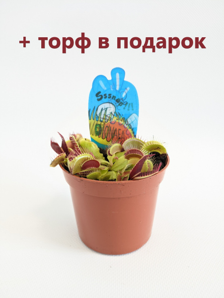 Венерина мухоловка / Дионея Мусципула / Хищное растение диаметр 9см, высота 10см + ТОРФ