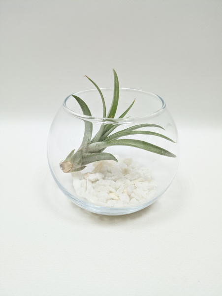 Тилландсия в стеклянной вазе с декоративной мраморной крошкой / диаметр 8см