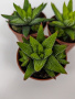 Хавортия Энон / набор 3шт / Haworthia Enon, диаметр горшка 5см, высота растения 6-8см