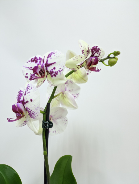 Орхидея Фаленопсис, высота 55-65см, 1 ветка, диаметр горшка 12 см