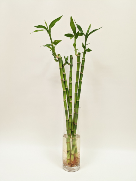 Бамбуки в вазе / Драцена Лакки Бамбук (прямой) / высота 50-60см / 5шт