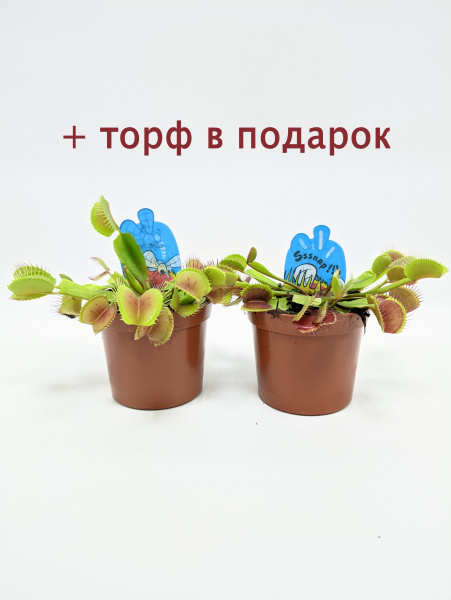 Набор из 2шт: Дионея Мусципула (Венерина мухоловка) хищное растение d9см/h10см + торф