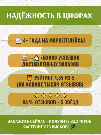 Лавр Благородный комнатный лавровый лист в горшке D10см