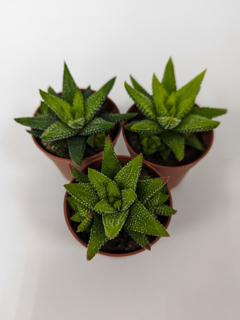 Хавортия Энон / набор 3шт / Haworthia Enon, диаметр горшка 5см, высота растения 6-8см