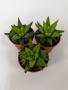 Хавортия Энон / набор 3шт / Haworthia Enon, диаметр горшка 5см, высота растения 6-8см