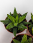 Хавортия Энон / набор 3шт / Haworthia Enon, диаметр горшка 5см, высота растения 6-8см