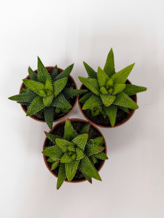 Хавортия Энон / набор 3шт / Haworthia Enon, диаметр горшка 5см, высота растения 6-8см