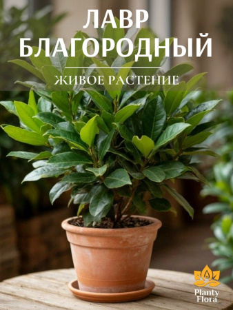 Лавр Благородный комнатный лавровый лист в горшке D10см