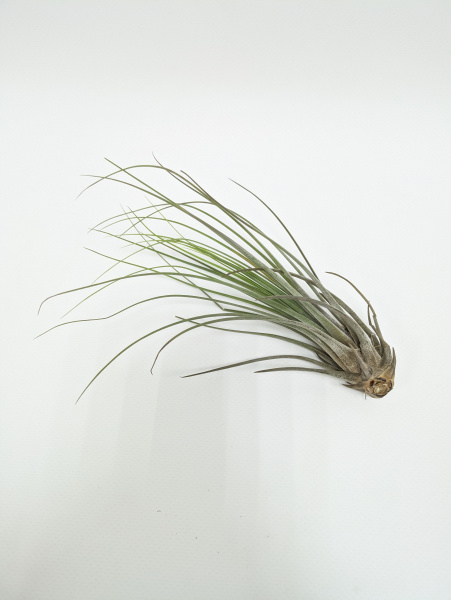 Тилландсия ситниковая Бонсай / атмосферное растение / Tillandsia Juncea Bonsai / длина 13-20см