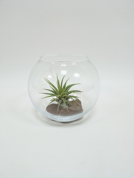 Тилландсия в стеклянной вазе с декоративной корой
