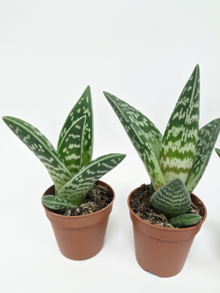 Алоэ Вариегата пестрое или тигровое / набор 3шт / Aloe Variegata / диаметр горшка 5см, высота растения 10-12см