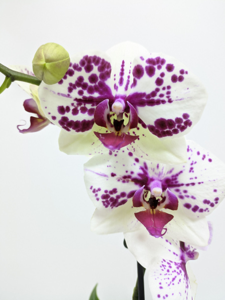 Орхидея Фаленопсис, высота 55-65см, 1 ветка, диаметр горшка 12 см