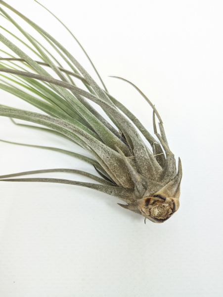 Тилландсия ситниковая Бонсай / атмосферное растение / Tillandsia Juncea Bonsai / длина 13-20см