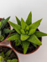 Хавортия Энон / набор 3шт / Haworthia Enon, диаметр горшка 5см, высота растения 6-8см