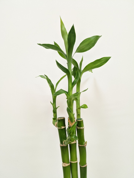 Бамбуки в вазе / Драцена Лакки Бамбук (прямой) / высота 50-60см / 3шт