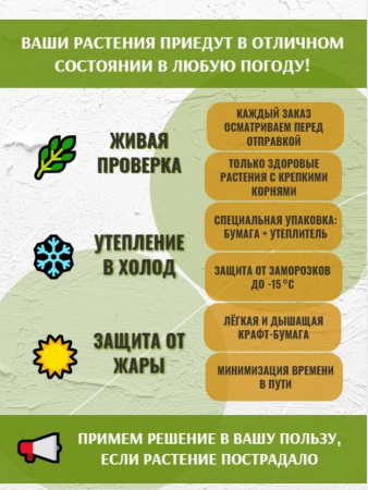 Лавр Благородный комнатный лавровый лист в горшке D10см