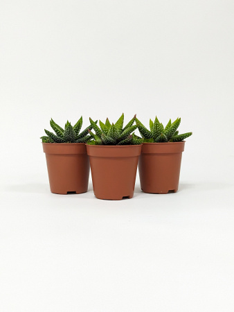 Хавортия Энон / набор 3шт / Haworthia Enon, диаметр горшка 5см, высота растения 6-8см